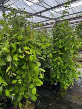 Weeping Willow Salix 'Kilmarnock' Standard Tree 70cm Tall 5L Pot