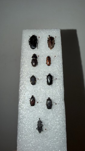 Vietnam tropical beetle - tropical,