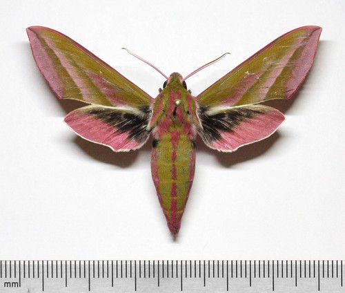 Mh0043 deilephila elpenor - mh0043,