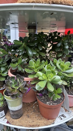 Beautiful jade plant pot - plant,