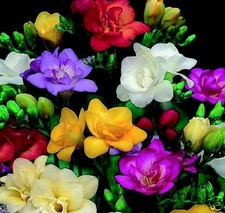 Freesia mixed bulbs corms - 10,