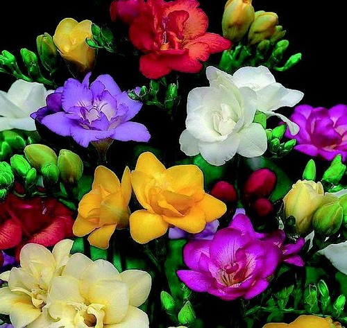 Freesia mixed bulbs corms - 10, x