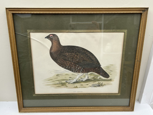 Vintage framed ornithology - framed,