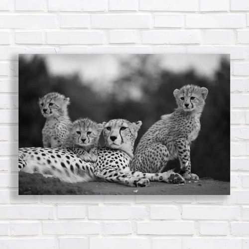 Cheetah and her cubs - her,