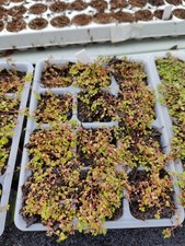 Babies Tears, Soleirolia soleirolii, 2 Mini Plug Plants - Perfect For Terrariums