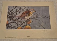 Fieldfare Terence Lambert