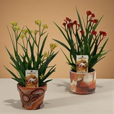 Kangaroo paw beauty plant - kangaroo,