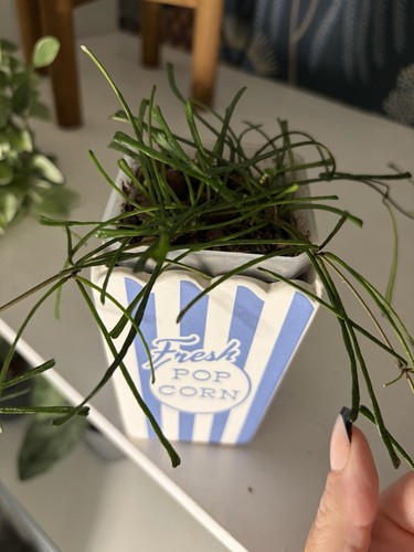 Hoya retusa fresh node - fresh,