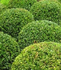250 x Common Box seeds (buxus sempervirens) tree seeds.