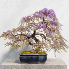 5 Purple Wisteria Bonsai Tree Seeds - Rare Viable Flowering Plant