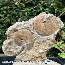 Double Oppelia subradiata