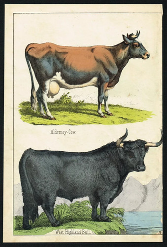 Alderney cow west highland - &,