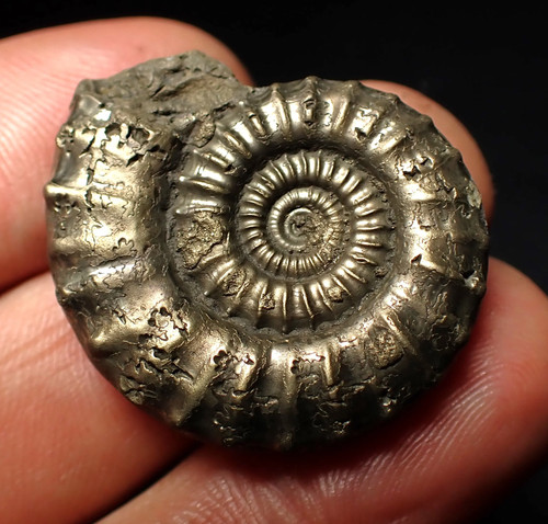 Crucilobiceras pyrite ammonite