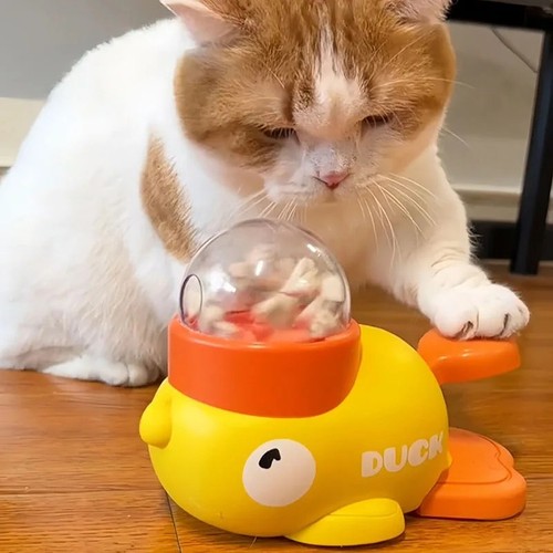 Dog cat pet - cat,,