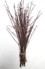Natural Bunch Native DOGWOOD