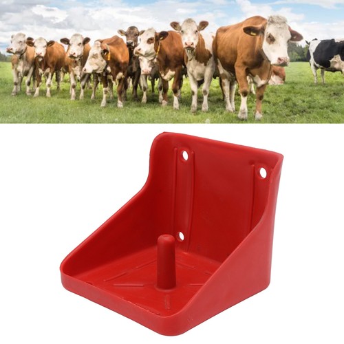 Cattle sheep licking - sheep, box