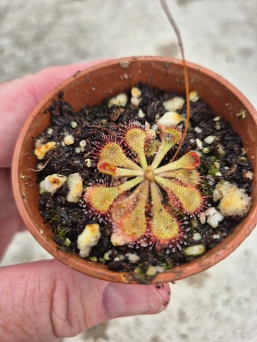 Drosera natalensis bulungula - natalensis,