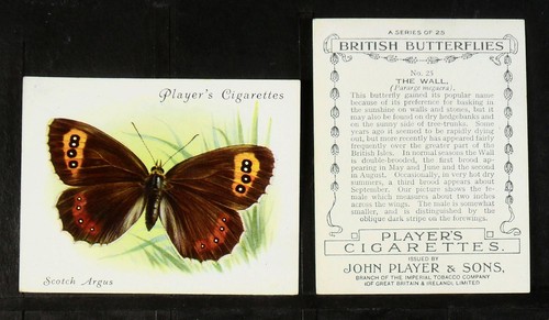 British butterflies player - butterflies,