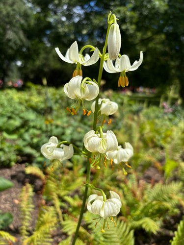 Five white species - species, lily