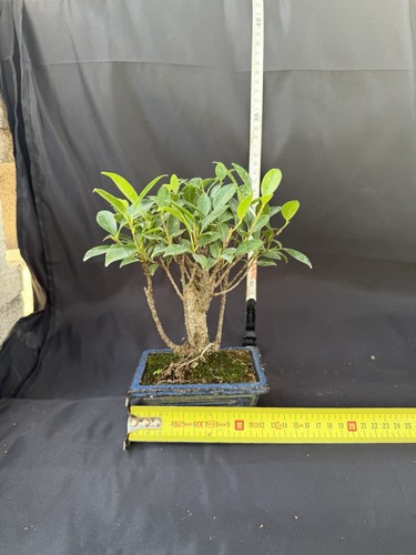 Ficus bonsai tree - potted, blue