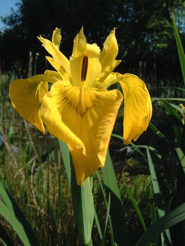 Plants suitable for lakes - for,