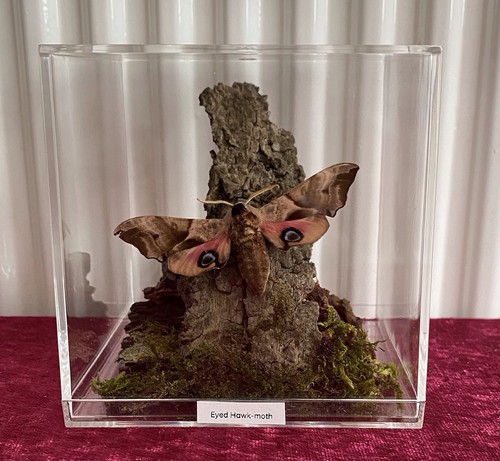 Real eyed hawk - eyed, hawk-moth