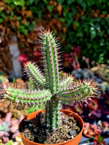Euphorbia baioensis the - |,