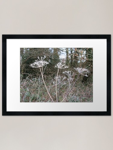 Cow parsley skeletons - on, a