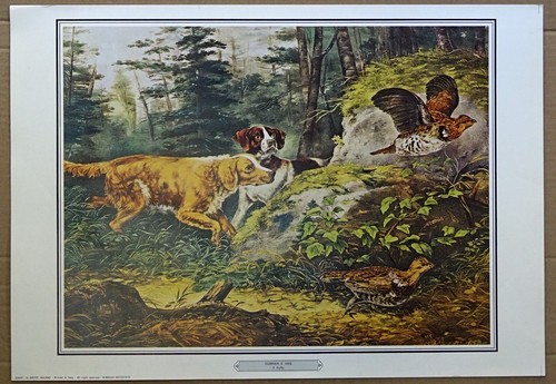 English setter pointer - english, dog