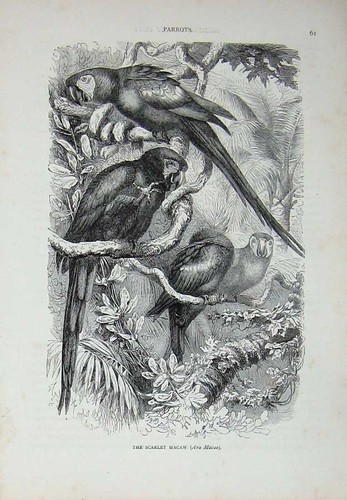 Original old antique print - antique,