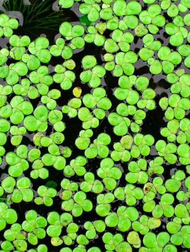 600 duckweed floating live - duckweed,