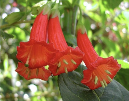 Iochroma fuchsioides rare - fuchsioides,,