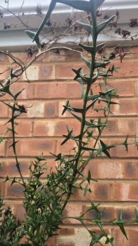 Very large colletia - large,