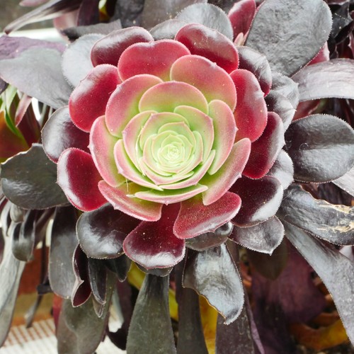 Aeonium velour 7cm - cutting,