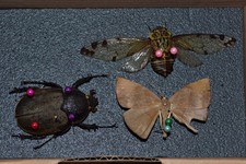 🪲 Insect Collection – Entomology (Cicada, Chalcosoma & a Brown Moth)