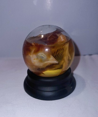 Taxidermy baby chick - chick, in