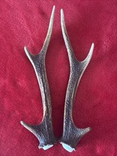 PAIR OF SIKA DEER ANTLERS