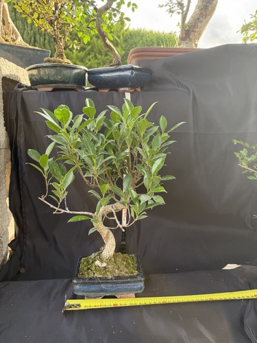 Ficus bonsai tree potted blue - ficus,