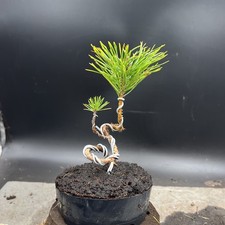 Shohin Japanese red pine bonsai 