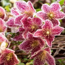Clematis Evergreen Freckles 7/9cm