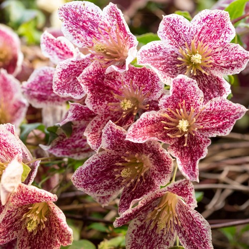 Clematis evergreen freckles - clematis,