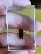 Real Firefly Flying Bug Insect