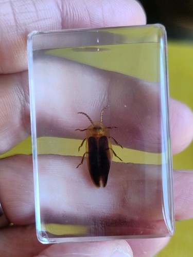 Real firefly flying bug - real,