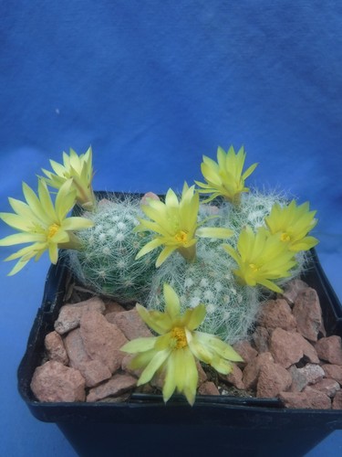 Mammillaria baumii cactus or - cactus, 3