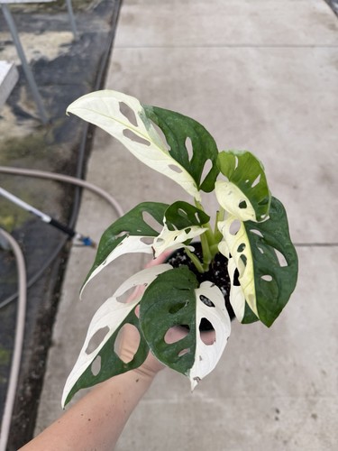 Variegated monstera adansonii - variegated,