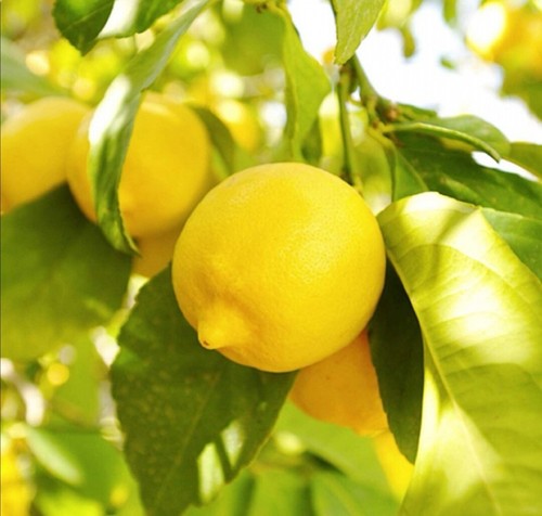 Lemon tree citrus x - 2,