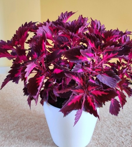 Rare coleus stained - rare,