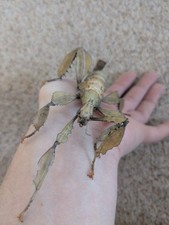 Macleay's Spectre/Giant