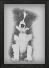 Border Collie puppy 17 wee