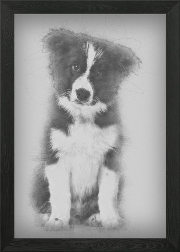 Border collie puppy wee - collie,